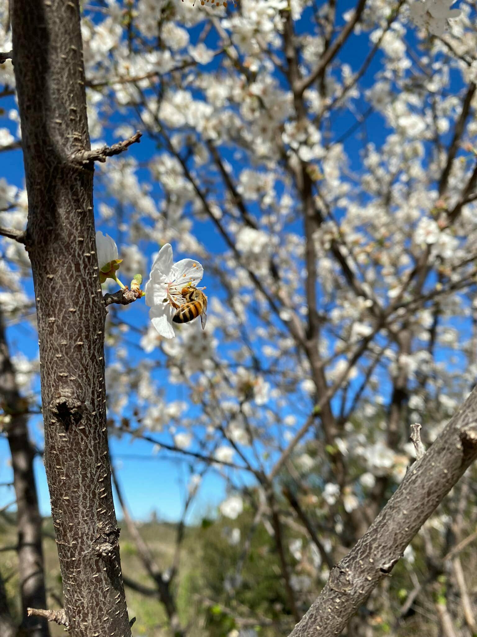 abeille qui butine les fleurs d'un arbre