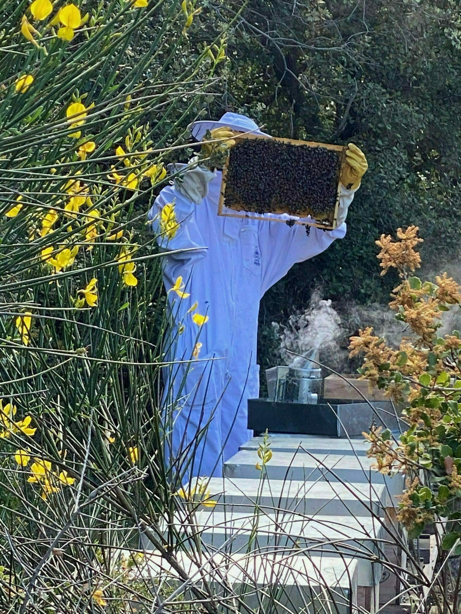animation apiculture