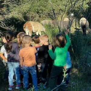 observation du troupeau