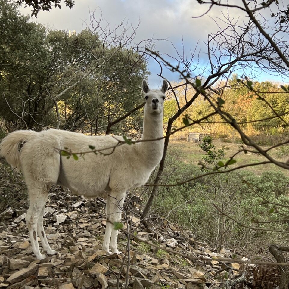 lama en garrigue pres de Montpellier dans l'hérault